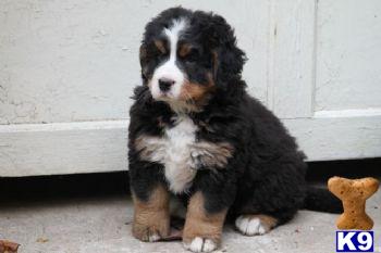 Puppies in PA